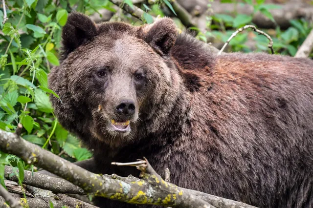 Doodeng: Vrouw maakt selfie terwijl bruine beer aan haar haar snuffelt