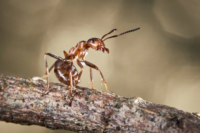 Mieren overleven de winter en worden in de lente weer actief: Hoe doen ze dat?