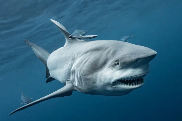 Haaien gebruiken magnetisch veld van de aarde als GPS