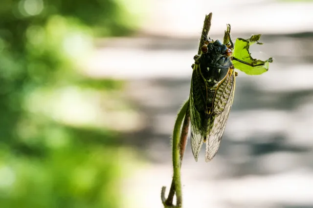 Spektakel in de insectenwereld: Miljarden cicaden komen na 17 jaar uit de grond