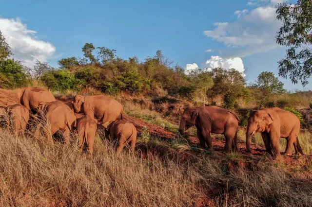 Kudde olifanten in China, die 500 kilometer aflegde, nu tóch bijna thuis