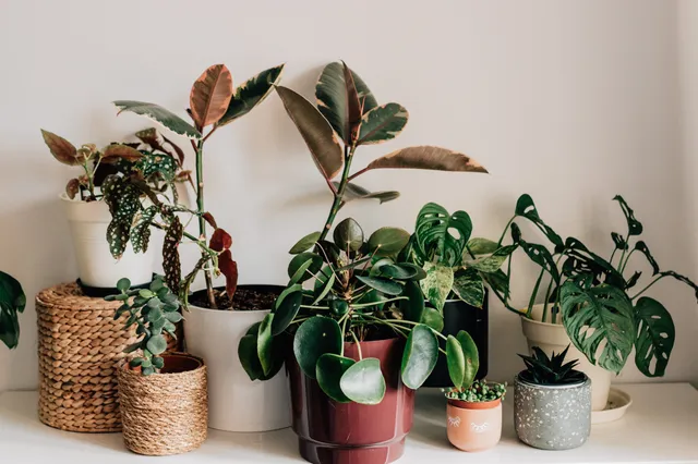 Deze doodnormale kamerplanten hebben een verrassend positief effect op luchtkwaliteit in huis