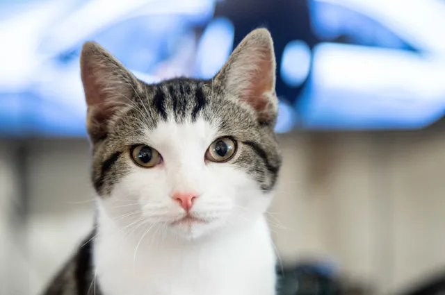 Wetenschappers ontdekken 7 karaktereigenschappen van katten