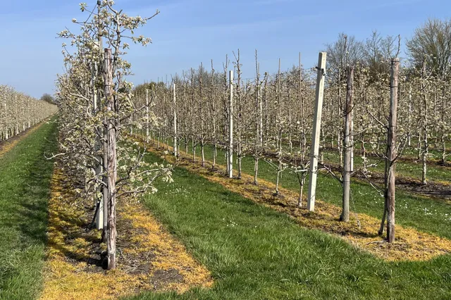 Duidelijke aanwijzing gevonden voor link tussen pesticiden en hartritmestoornissen