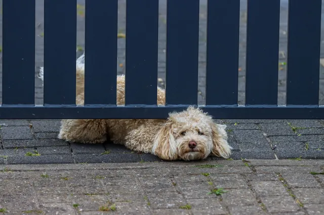 Zo voelt je hond zich minder eenzaam als hij alleen thuis is