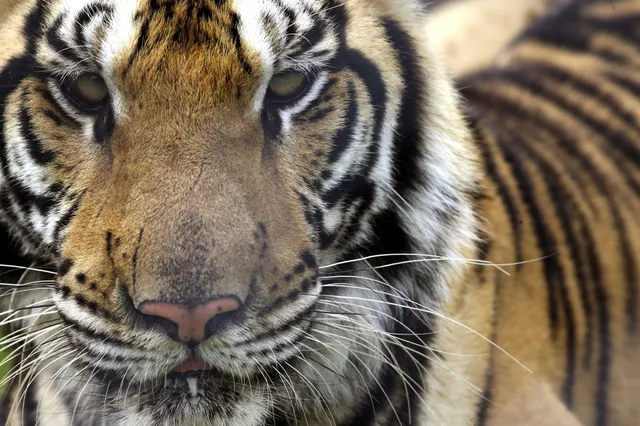 Fascinerende feiten over tijgers: hun stekelige tong kan het vlees van de botten likken