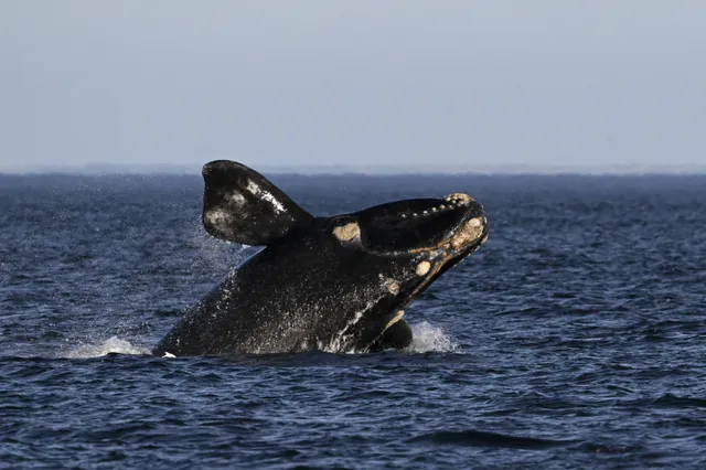 Walvis neemt net zoveel CO2 op als 3000 bomen