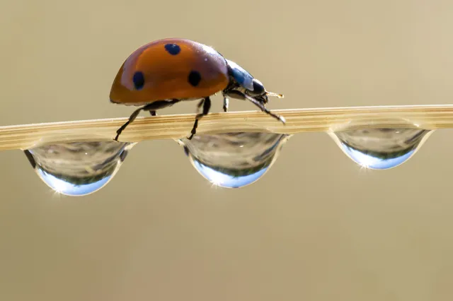 Op deze manier zit je tuin vol met lieveheersbeestjes (en de bladluizen zijn opeens verdwenen)