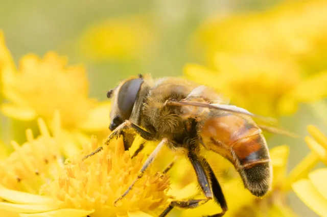 Imkers in Zuid-Holland slaan alarm: 40 procent bijenvolkeren heeft winter niet overleefd
