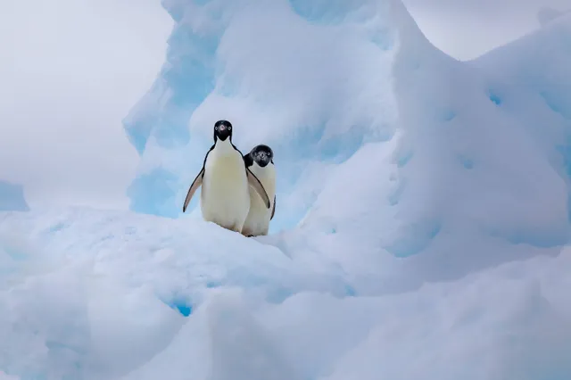 Het is onvermijdelijk: zelfs als CO2-uitstoot nu naar nul gaat, smelt ijs op Antarctica en stijgt zeespiegel