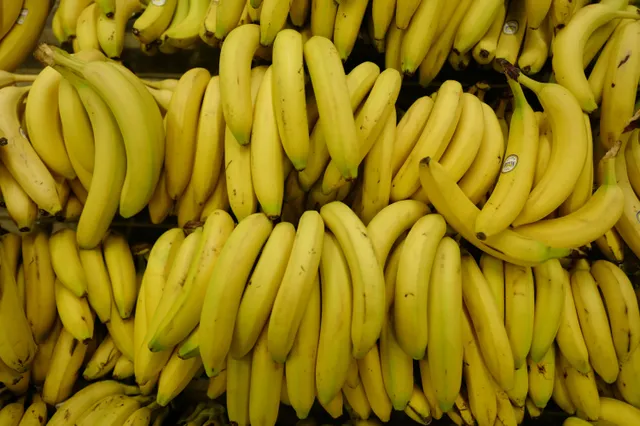 Het einde van de banaan: binnen vijf jaar uitgestorven