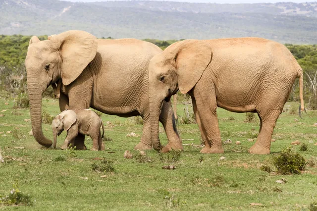 Uniek in de dierenwereld: ook olifanten kennen elkaar bij naam