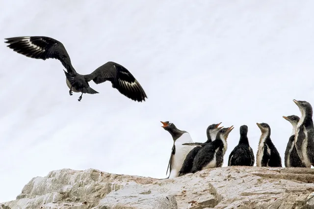 Vogelgriep op Antarctica: Massale pinguïn- en albatrossterfte aanstaande