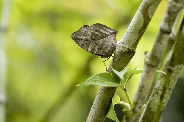 Camouflage in de natuur: prachtige vlinder vermomt zich als dor blaadje