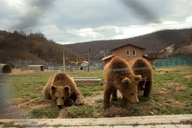 De beer is letterlijk los in Slowakije