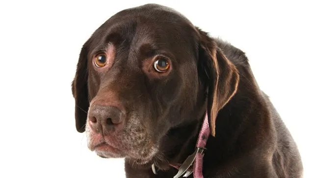 8 dingen die we doen met onze hond die honden niet fijn vinden