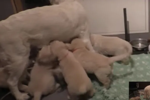 Video: hoe een ervaren moederhond een berg puppy's rustig krijgt