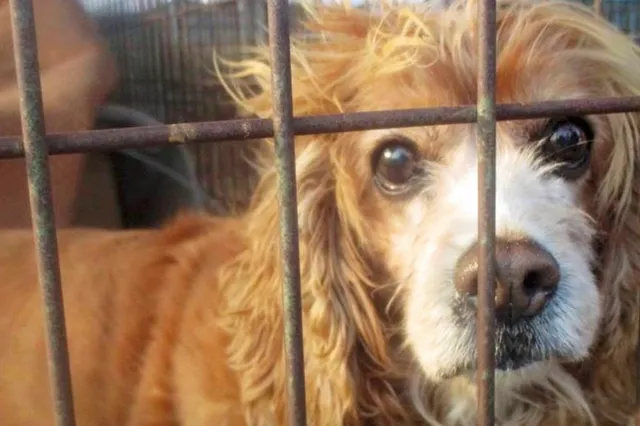 150 honden en puppy's bevrijd voor ze in de soep verdwenen