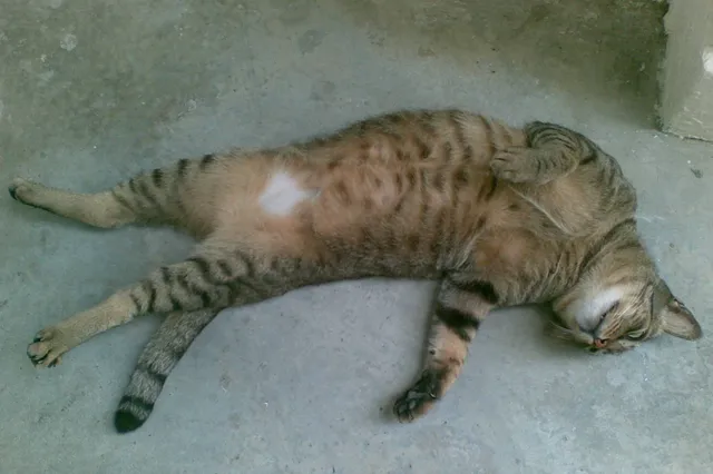 Twee maanden gevangenis voor martelen en doden katten