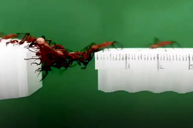 Filmpje: hoe mieren levende bruggen bouwen