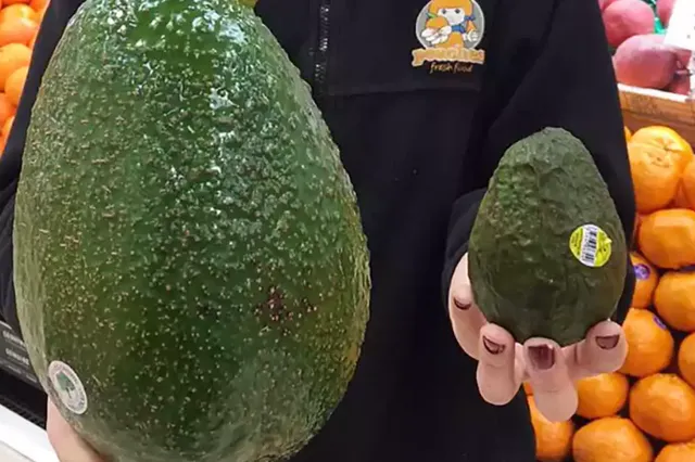 Avozilla's: avocado's zo groot als je hoofd