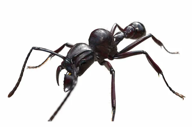 Hoeveel mieren zijn er op de wereld?