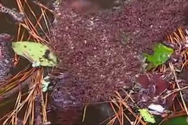 Mieren vormen indrukwekkende eilanden om orkaan te overleven