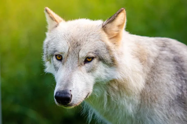 Europese Commissie wil bescherming wolf terugschroeven