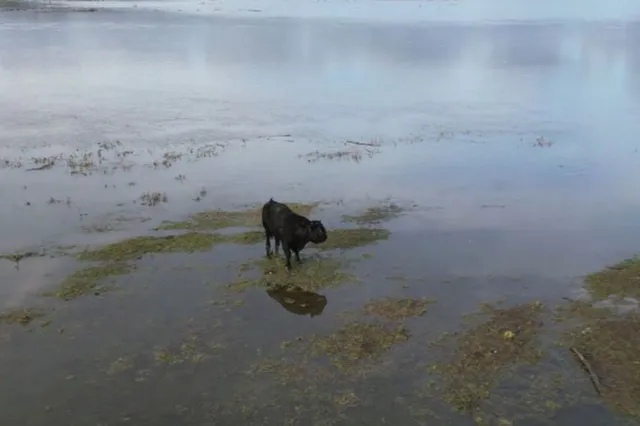 Nieuwe poging eenzame stier van landtong te krijgen