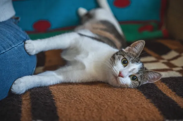Waarom 'kneden' katten met hun voorpootjes?