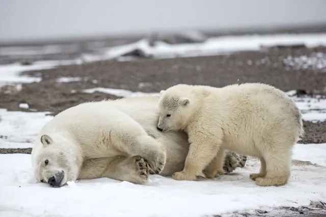 IJsbeer overlijdt aan vogelgriep op de Noordpool: “Dit is angstaanjagend”