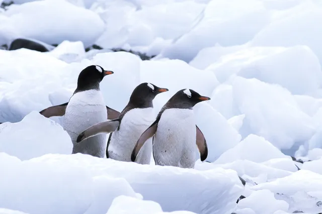 Massale sterfte van pinguïns dreigt op Antarctica door uitbraak vogelgriep