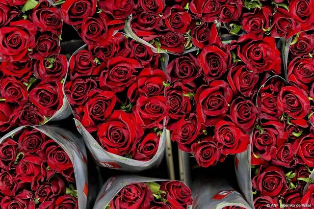 Bloemenexport omlaag, verkoop Valentijnsdag blijft wel gelijk