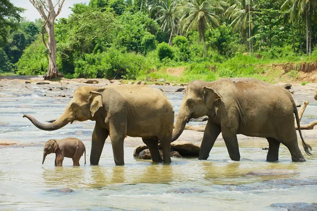 Voor het eerst gezien: kudde olifanten begraaft en rouwt om dode kalfjes