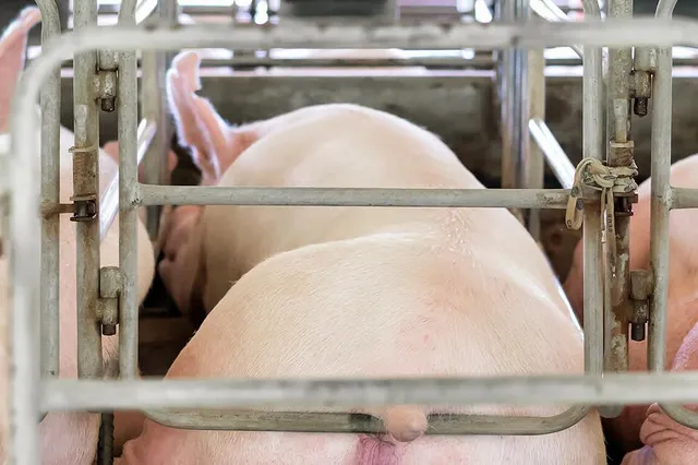 Schokkende beelden uit Brabantse varkensstallen: smerige hokken met zieke dieren