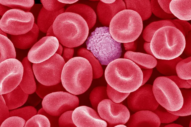 Fascinerende beelden: Witte bloedcel struint zijn omgeving af op zoek naar schadelijke organismen