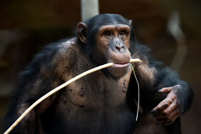 Prachtig filmpje gaat opnieuw viraal: stervende chimpansee troost bioloog