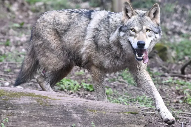 Zoveel boerderijdieren zijn door wolven gedood sinds hun terugkeer in Nederland (en zoveel door de mens)