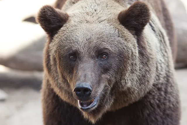 Japanse jongen teruggevonden na zes dagen in bos vol beren