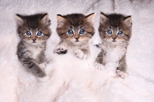 Waarom hebben kittens en puppy's blauwe ogen?