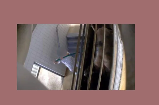 Schokkende beelden Belgisch slachthuis: koeien met stokken geslagen