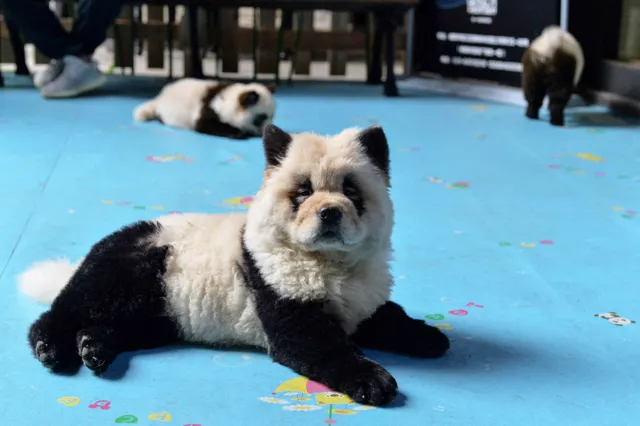 Chinese dierentuin in opspraak: Panda-welpen blijken geverfde hondjes