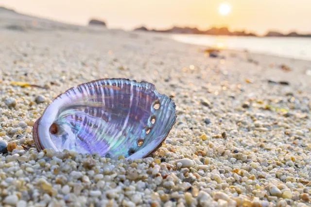 Man loopt gevaarlijke vleesetende bacterie op door blootsvoets op strandschelp te stappen