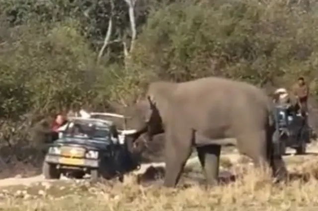 Video: Razende olifant heeft genoeg van safari-toeristen