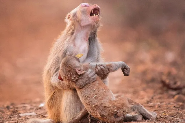 Aangrijpende foto: Aapje rouwt om de ogenschijnlijke dood van haar kind