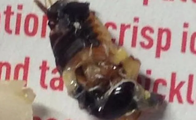 Dode en levende kakkerlakken: bij McDonalds kan het zeer smerig zijn