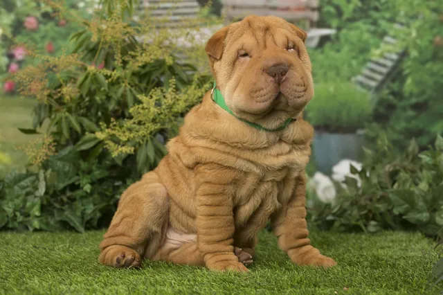 Fokker gebruikt nietjes om ogen honden open te houden