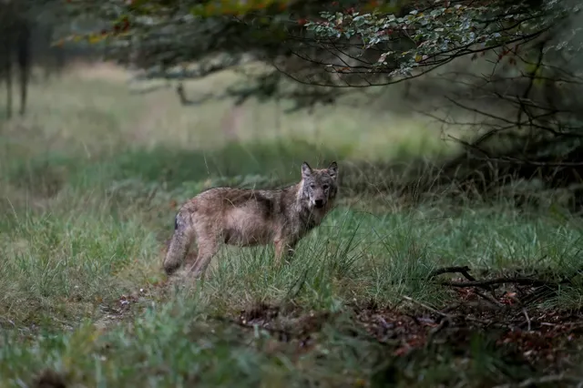 Zien: Wolven springen met gemak over hoog wildraster