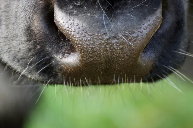 De Economist: hoe vogelgriep via koeien de mensheid met een pandemie bedreigt