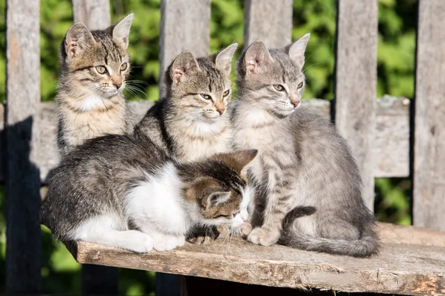 Zijn onze  katten echt tam?